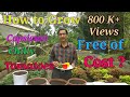 How to grow Tomatoes , Capsicum and Chilli in container at Home, Totally at Free of Cost.