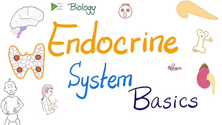 Endocrine System - An Introduction - Biology, Anatomy, and Physiology - DayDayNews