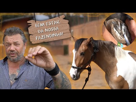 DIA DE CUIDADOS ESSENCIAIS NA FAZENDINHA! | A CASA DOS BICHOS