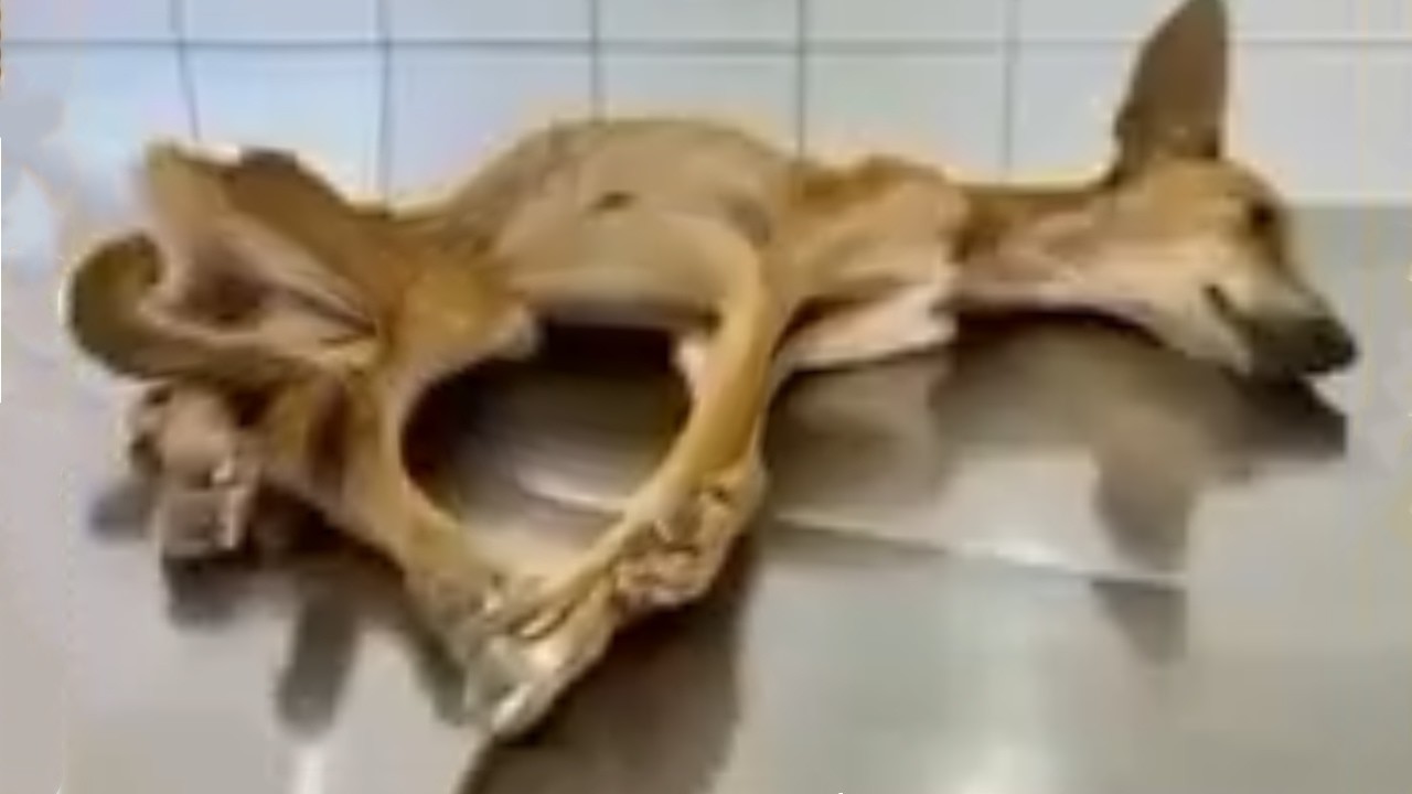 Starved for Months, Reduced to Skin and Bones, The Emaciated Dog Still  Wagged Tail When Be Loved...