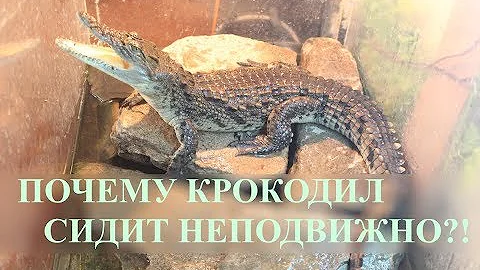 ПОЧЕМУ КРОКОДИЛ СИДИТ НЕПОДВИЖНО?! Как понять что крокодил живой?