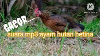 SUARA BETINA PALING GACOR...
