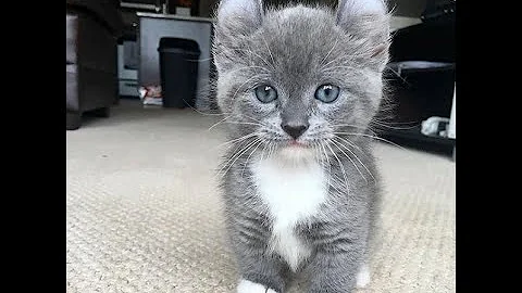 Watch the video about Funny Cat and Kittens Videos - Cute Cats, Dogs & Pets - Pet Goodie