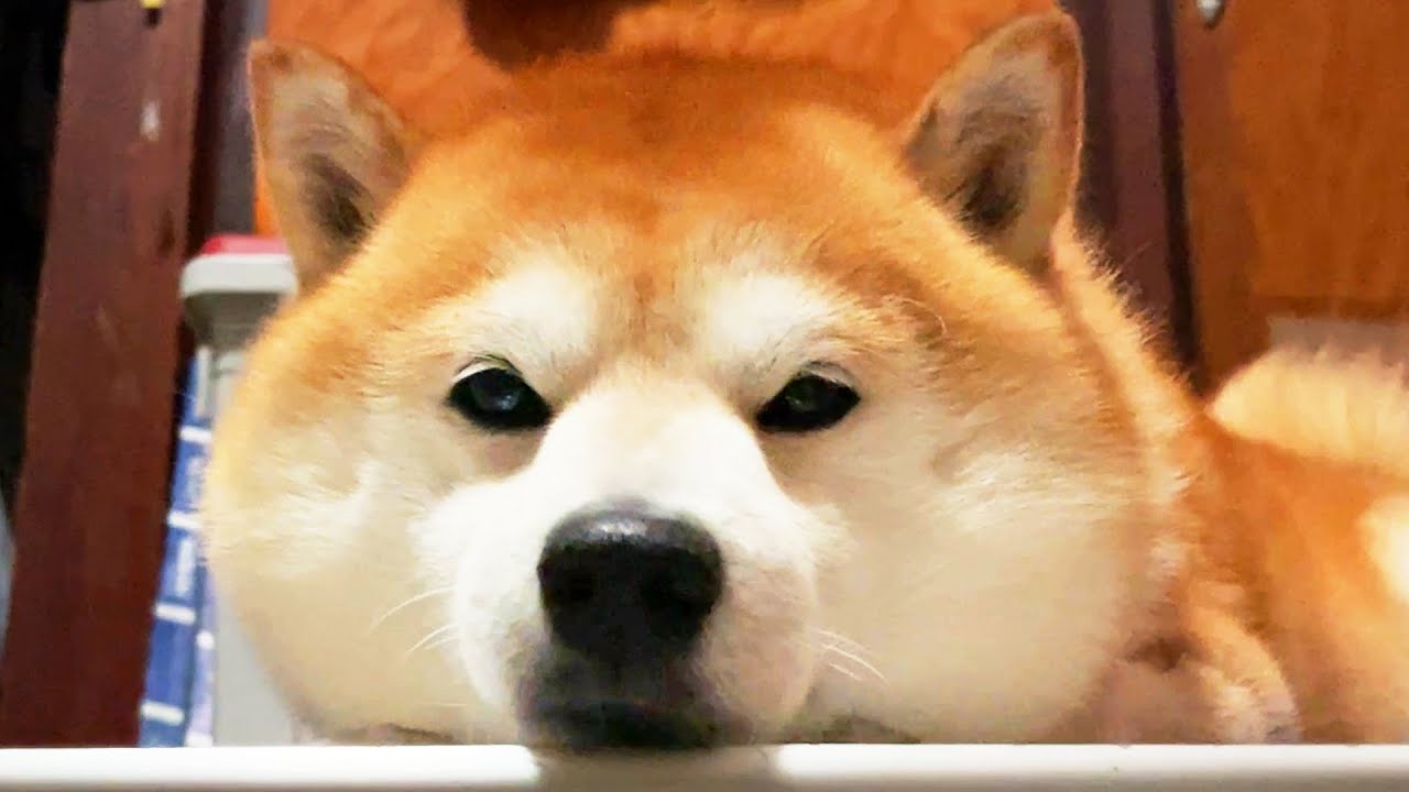 The sleepy Shibe is second to none in the roundness of his face