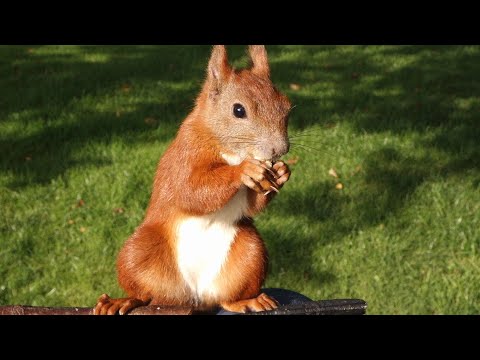 Video: Speichern Eichhörnchen Futter?