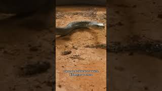 La Mamba negra 