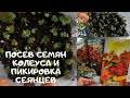 Выращивание колеуса  с посева семян  и  первая пикировка сеянцев