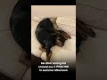Summer Afternoon 🥱🫩 #doglove #viral #rottweiler #explore #funny #pets #cute #love #dogsworld