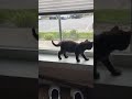 Almost puuurrrfection on the "cat" walk.  #cats #kitten #subscribe #cutepets