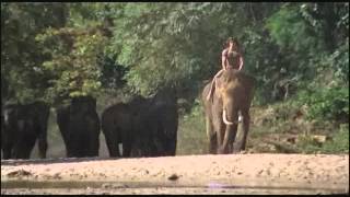 Tarzan Luomo Scimmia