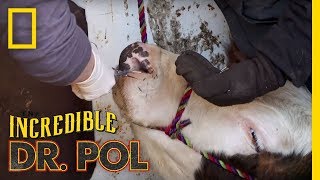 Porcupine Quills in a Cow's Face | The Incredible Dr. Pol
