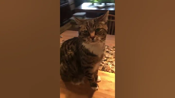 Cat Serenade ("Giant Cat")