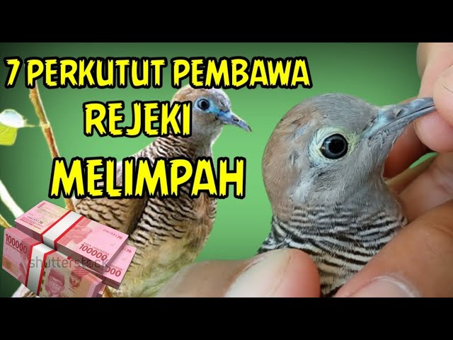 7 PERKUTUT KATURANGGAN PEMBAWA REJEKI MELIMPAH RUGI KALAU GAK TAU class=