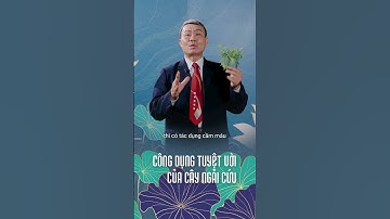 Công dụng tuyệt vời của cây Ngải Cứu - Thảo Linh Sinh Trường Thọ