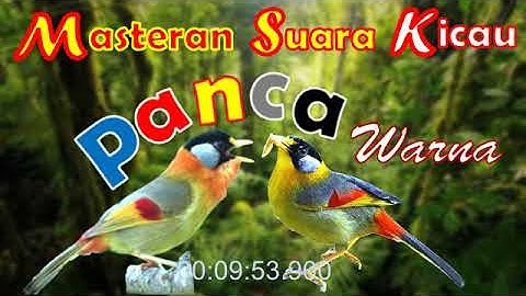 Masteran Suara Tembakan Pancawarna Gacor | Ngeplong | #kicauburung #kicau #pancawarnagarut