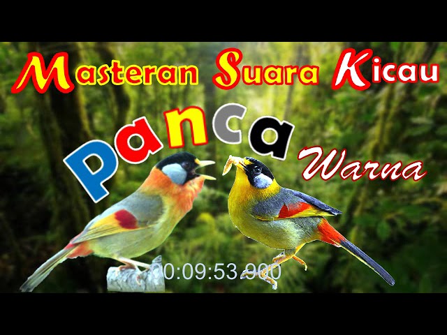 Masteran Suara Tembakan Pancawarna Gacor | Ngeplong | #kicauburung #kicau #pancawarnagarut class=