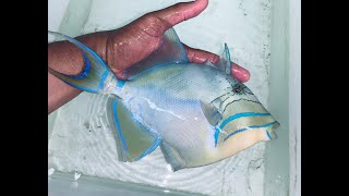 MONSTER Queen Triggerfish!