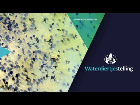 Video: Hoe kunnen we indicatorsoorten gebruiken om de waterkwaliteit te helpen bepalen?