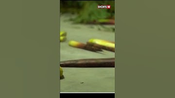 Ya Ya the Panda Returns Home To China From Memphis Zoo, USA | Yaya Panda Update | Panda Videos