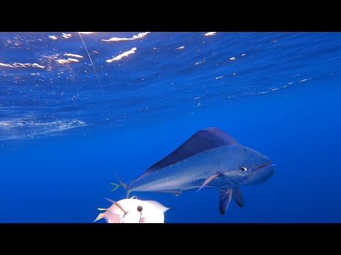 Fishing Aboard Game On Charters — Ocean City, Maryland Fishing Aboard Game On Charters — Ocean City, Maryland
