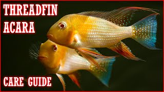 Download Lagu Threadfin Acara Care Guide - Pros, Cons, and Care Tips MP3