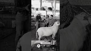 #borregos #jalisco #ganadería #rutaalcampoconcarlosvázquez #producción