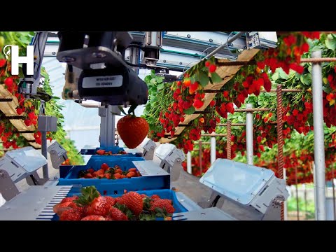 Excellent Hydroponic Strawberries Cultivation Technology – Robotic Strawberry Harvester | Happy Farm