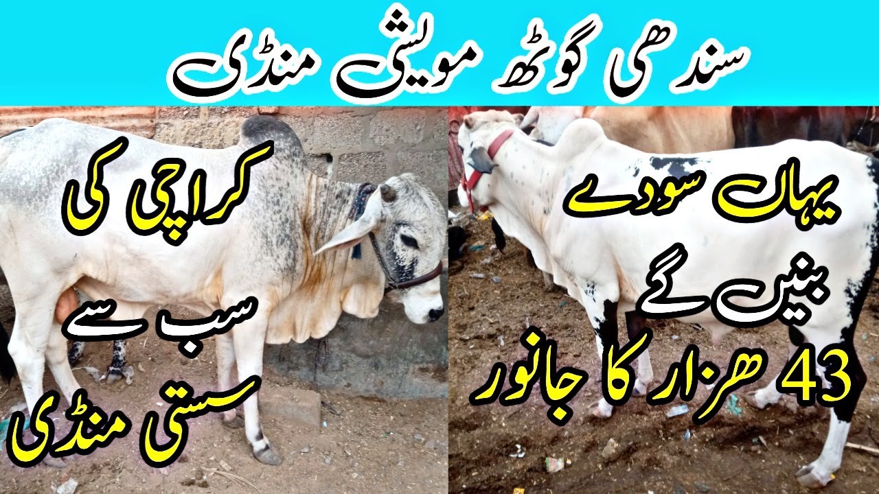 Sindhi Goth Maweshi Mandi Mid Range Wale Janwar Bharpoor A Gay YouTube Sindhi Goth Maweshi Mandi Mid Range Wale Janwar Bharpoor A Gay YouTube