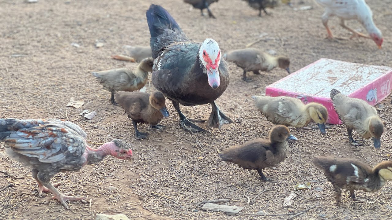 Family Farming Life with Chickens duck and Geese