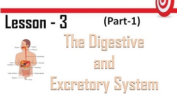 Class-4 / Science | Chapter 3 - The Digestive and Excretory System (Part 1)