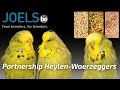 Feeding For Exhibition Budgies SOFTFOOD bird CARE Partnership Heylen-Waerzeggers PART 02 BUDGIE 🌍.