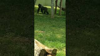 Gorilla 🦍#zoo #animallovers #viral #travel #trending #animals #gorilla #ytshorts