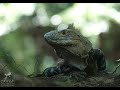 CTENOSAURA SIMILIS, THE KOMODO DRAGON OF COSTA RICA