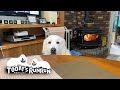 いつもより早くご飯が食べたいルンルンです　Great Pyrenees　グレートピレニーズ