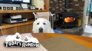 いつもより早くご飯が食べたいルンルンです　Great Pyrenees　グレートピレニーズ