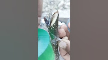 # Công nghệ thủ công mỹ nghệ # hướng dẫn chăn nuôi