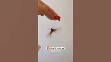 ضحك صرصور فوبيا خوف 