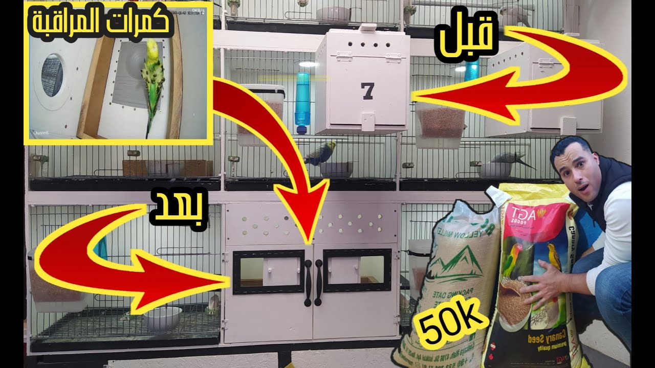 صايبت أعشاش مزودة بكمرات المراقبة / شريت 50 كيلو ديال الحبوب /شفو بشحال ولا تمان الزوان🔥