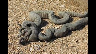 Paulina Porizkova porno