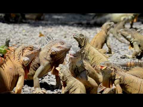 Vídeo: As iguanas vivem?