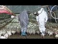 H5n8 avian influenza the management of the epidemic in italy during 20162017