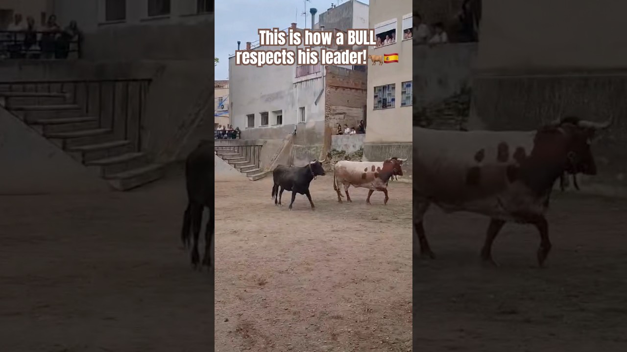 Bull shows respect and obedience to his herd leader, the “alpha bull” 