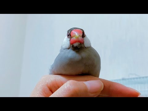 もっちりふくふく文鳥　あずき  java sparrow