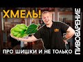 ПИВОВАРАМ ПРО ХМЕЛЬ | Что нужно знать о пивоваренном хмеле