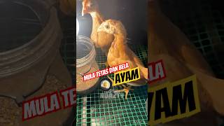 Baru mula tetas dan bela ayam di kebun #diy #ayam #kebun #ternak #malaysia #kampung #tips