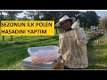 Sezonun lk polen hasadn yaptm ne kadar polen aldim 31 mart 2023aricilik arclk bee bees