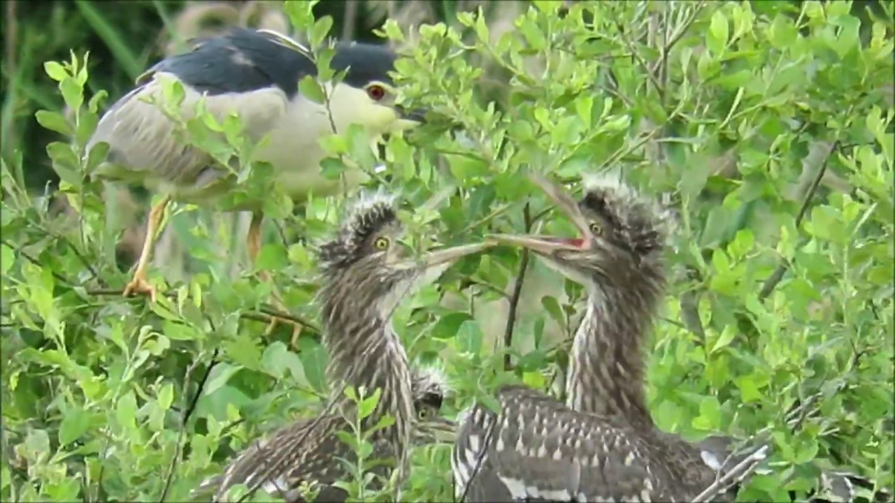 Birding in France: Black-crowned Night Heron & Purple Heron 