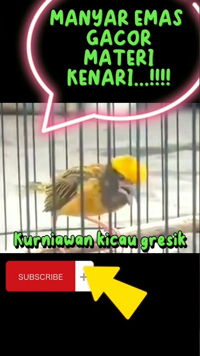 MANYAR EMAS,GACOR,MATERI KENARI....!!!!#kurniawankicaugresik#yearofyou#shorts