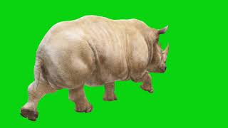 Rhino Green Screen Background Green Screen Video Hd Fhd Video