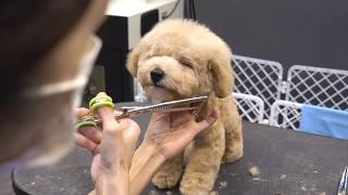 (슈앤트리) 푸들 아가의 배냇 첫미용 / dog pet poodle first grooming